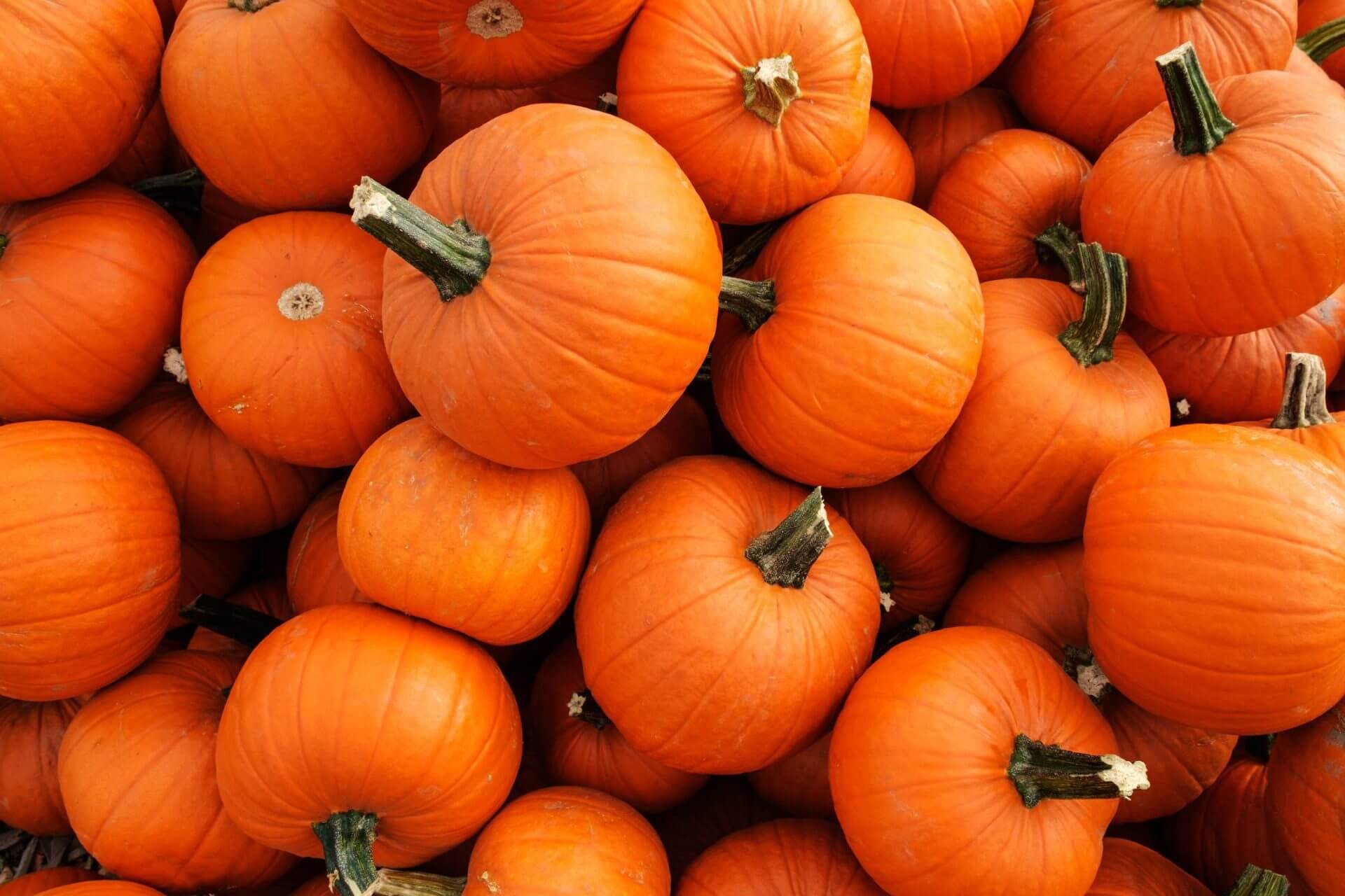 Edible Fitness: Giving Old Pumpkins Purpose | X3 Sports