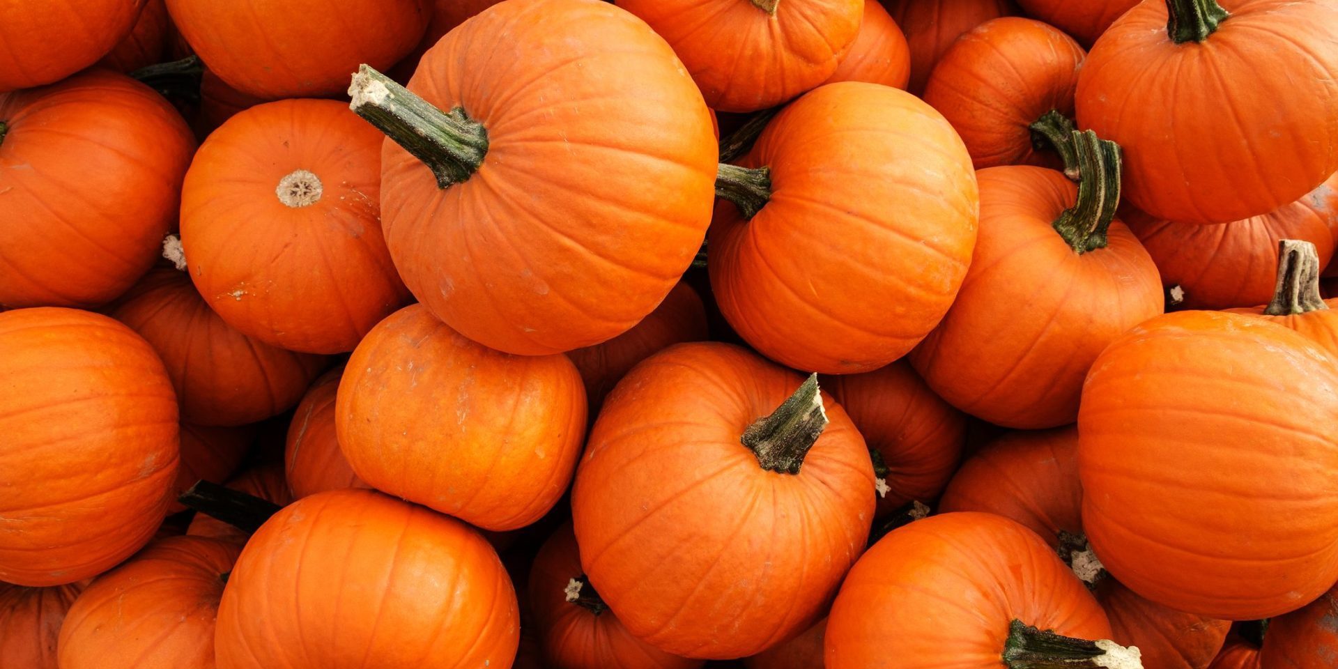 Edible Fitness: Giving Old Pumpkins Purpose | X3 Sports